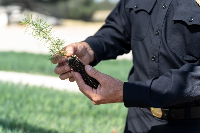 A man holds a pine seedling showing it's roots.