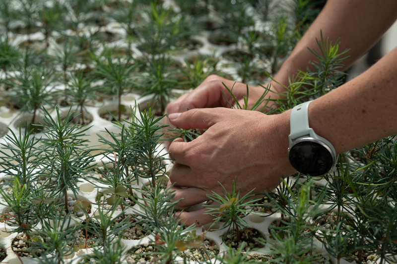 Someone's hands weed around a baby pine tree in a greenhouse.