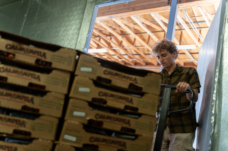 A man pulls a pallet of California strawberries in cardboard cartons out of a walk-in refrigerator.