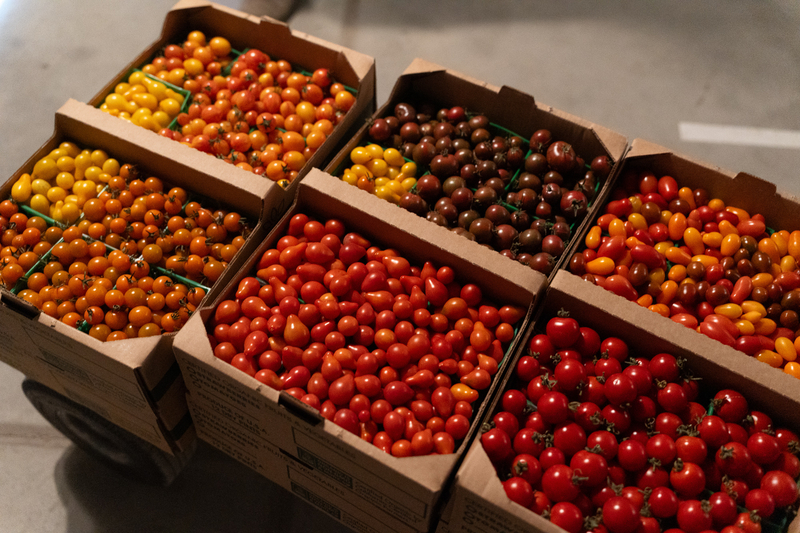 Several cardboard boxes containing a variety of different tomatoes sit on a cart in a walk-in refrigerator.