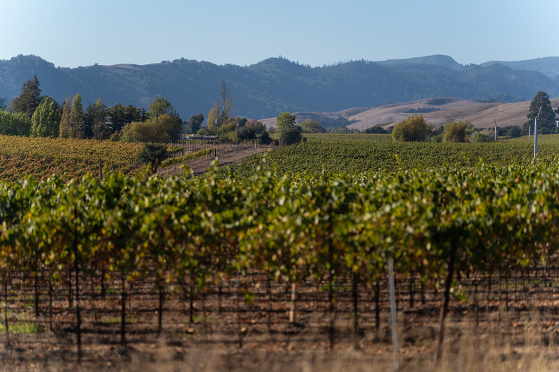 A wide view of rows of grapevines overlooking a mountain range of a clear day.