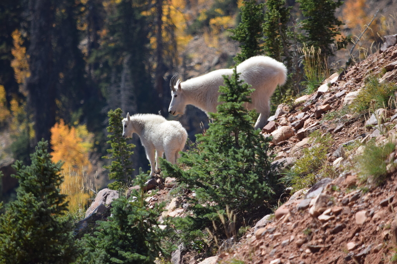 Utah wildlife managers are reminding hikers of safety tips to avoid conflicts with mountain goats. (Utah Division of Wildlife Resources)