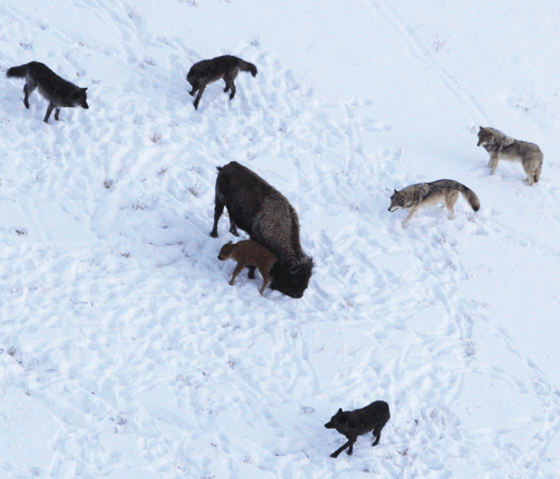 ‘Canadian superwolf’? Nope. So then why are Yellowstone wolves 50% heavier than Great Lakes wolves?