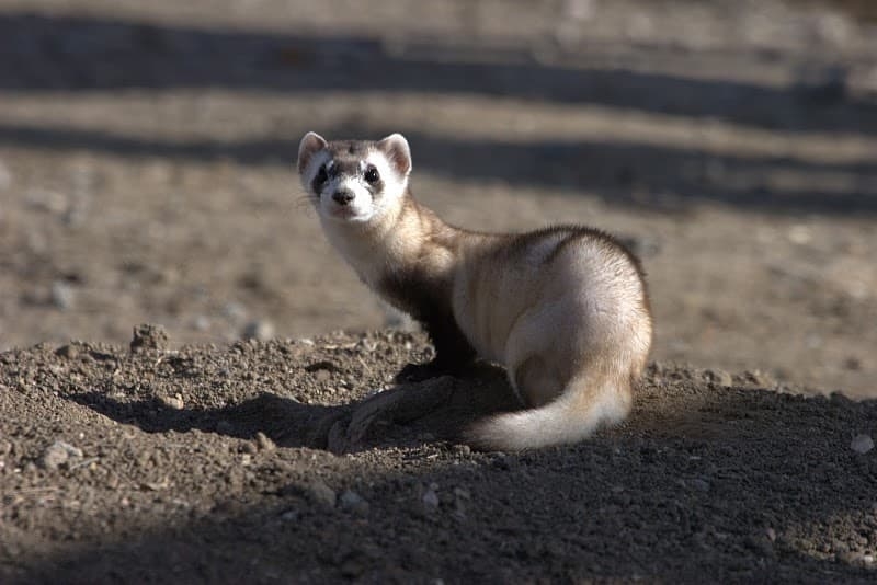 Conservationists win black-footed ferret plan appeal for Thunder Basin National Grassland