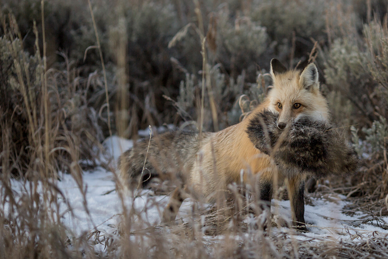 Wyoming sinks another $4.8M into predator killing as demand, costs keep growing