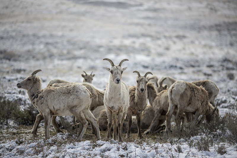 U.S. Fish and Wildlife staff tumbles by a quarter in Director Brian Nesvik’s home state of Wyoming