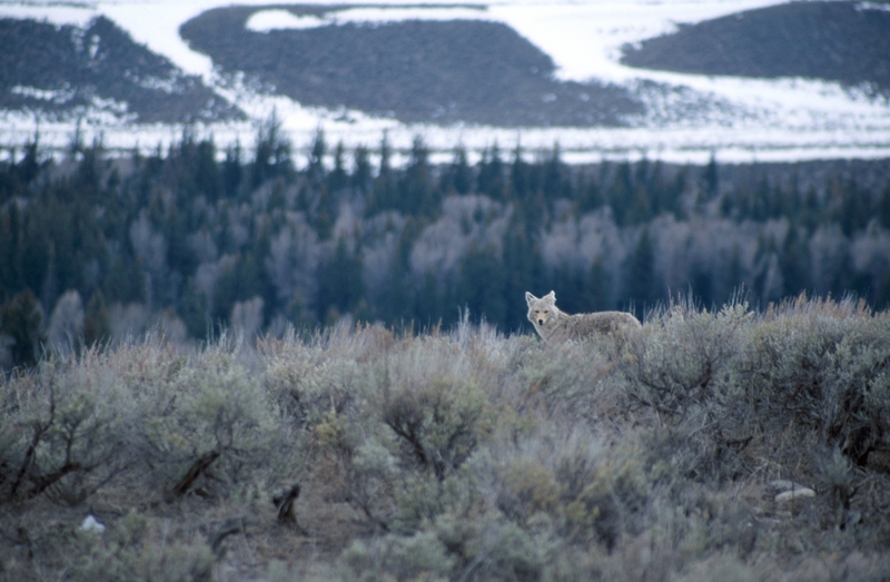 Wyoming sinks another $4.8M into predator killing as demand, costs keep growing