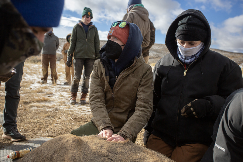 Female biologists in Wyoming responsible for groundbreaking research
