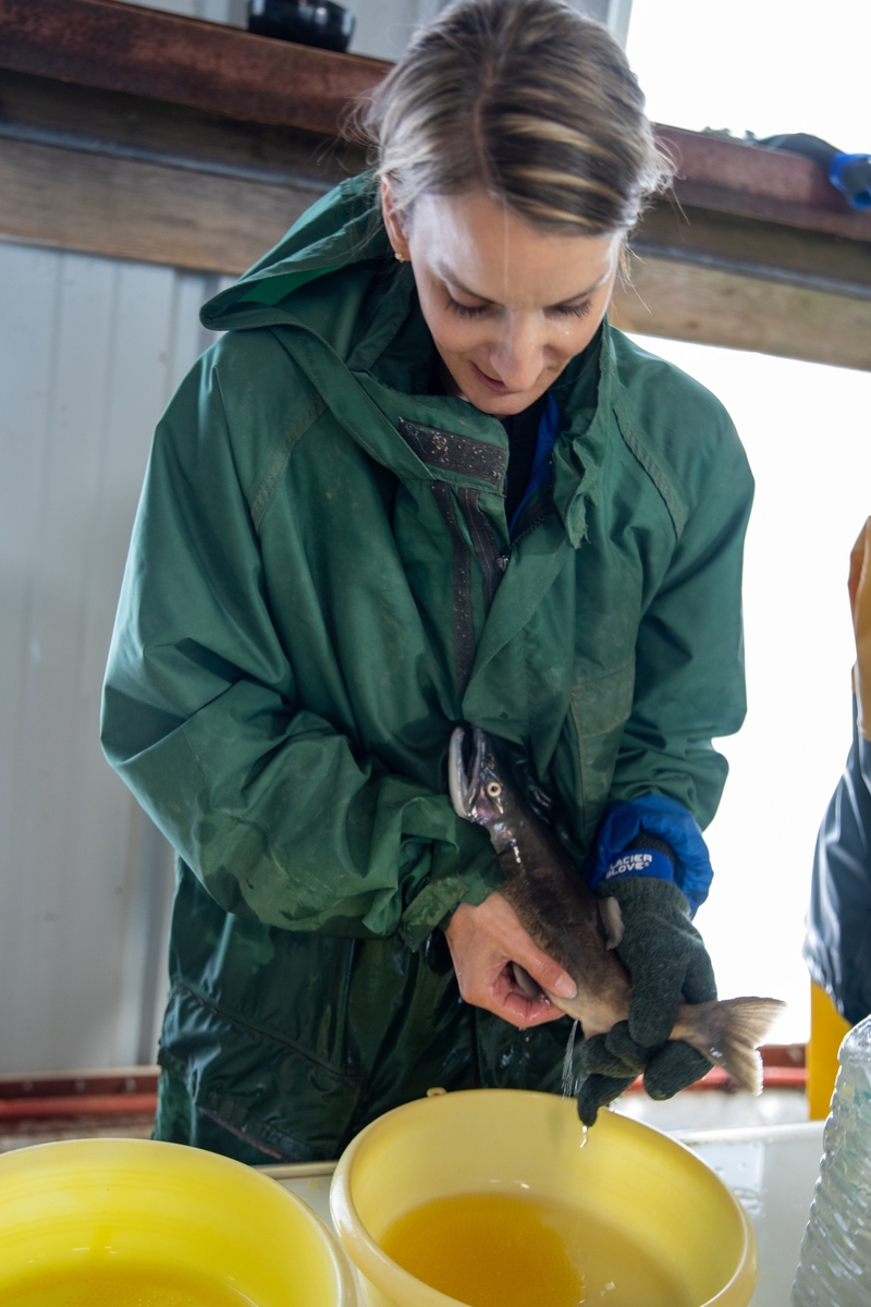 Wyoming, Utah OK’d unlimited lake trout fishing to save Flaming Gorge kokanee, but will anglers help?