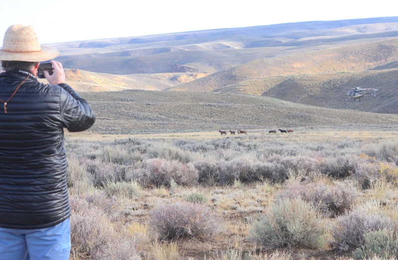 Feds pitch wild horse removals, new herd plans to ease impacts on 750K acres of the Red Desert