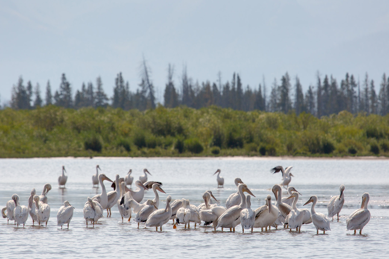 Pelican-killing dispute divides an Albany County community