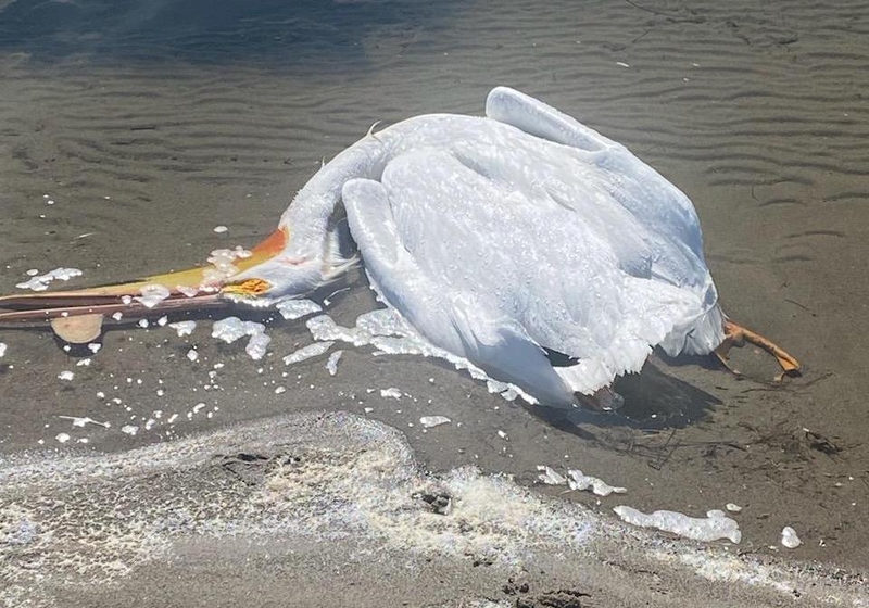 Pelican-killing dispute divides an Albany County community
