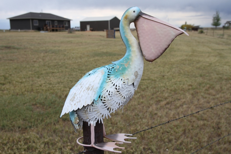 Pelican-killing dispute divides an Albany County community