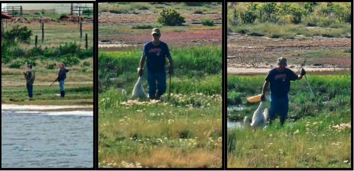 Pelican-killing dispute divides an Albany County community