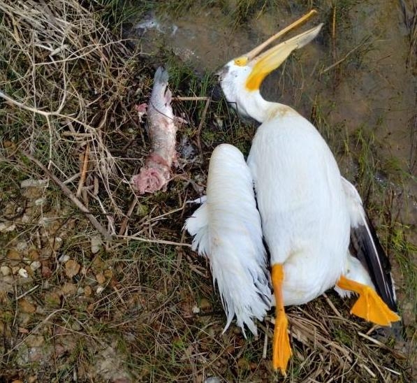 Pelican-killing dispute divides an Albany County community