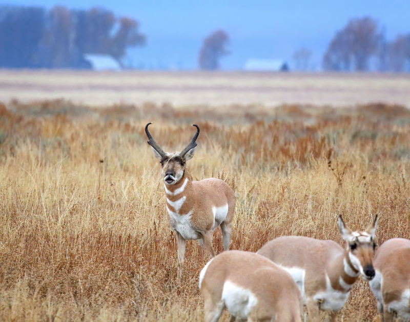 Three years after gas drillers caused a stir leasing a ‘Path of the Pronghorn’ bottleneck, it’s been protected