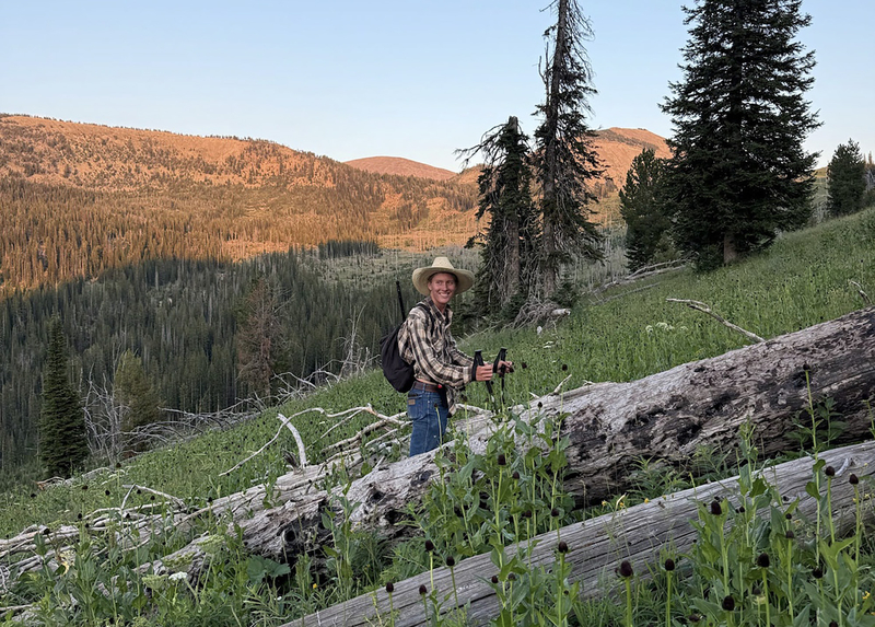 University of Wyoming student finds elusive insect in Yellowstone alpine
