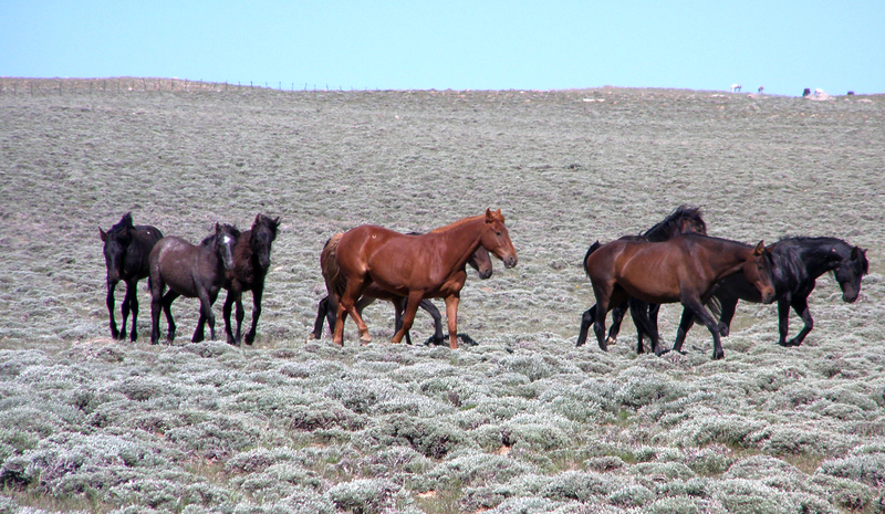 Feds pitch wild horse removals, new herd plans to ease impacts on 750K acres of the Red Desert