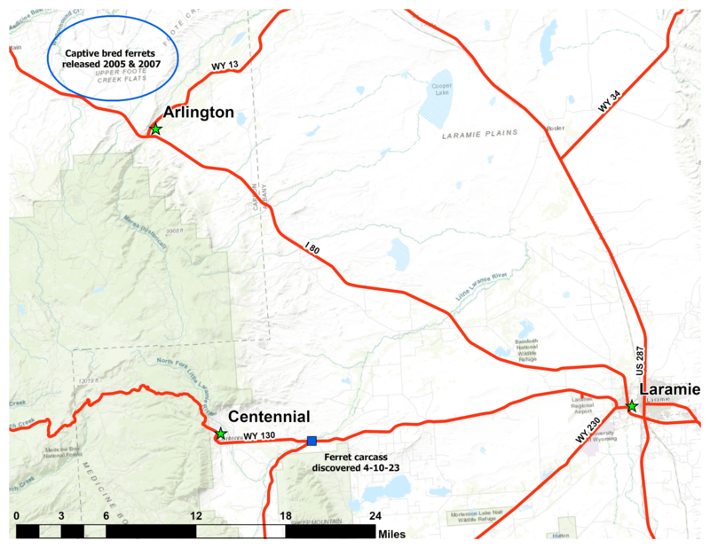 Black-footed ferrets aren’t thriving anywhere, but in Wyoming’s Shirley Basin they’re faring OK and even dispersing