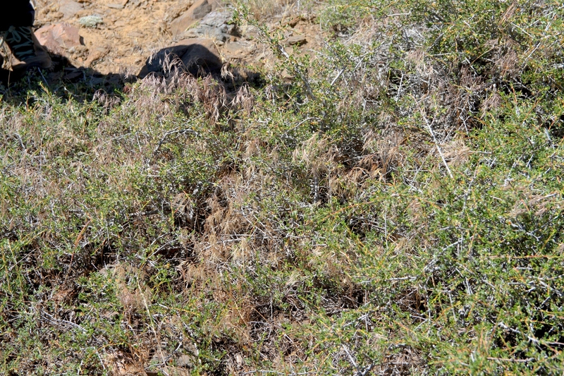 Cheatgrass is invading the best sagebrush left in the West. How can Wyoming hold the line?