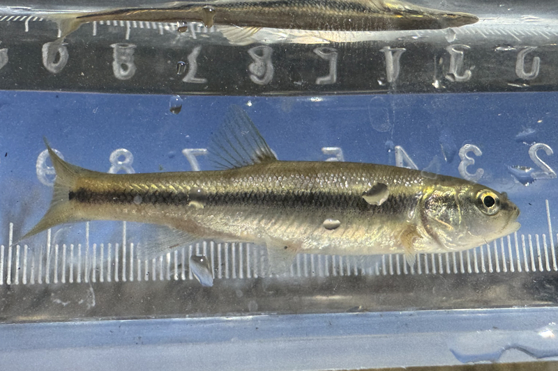 Bright colors and bold stripes: Meet the lesser known denizens of Wyoming’s prairie streams