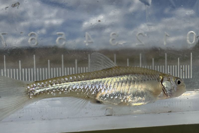 Bright colors and bold stripes: Meet the lesser known denizens of Wyoming’s prairie streams