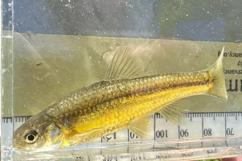 Bright colors and bold stripes: Meet the lesser known denizens of Wyoming’s prairie streams