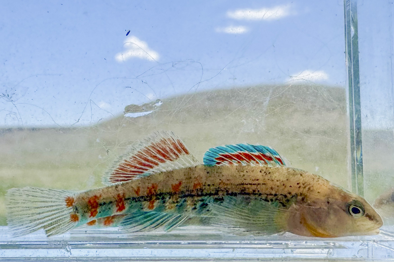 Bright colors and bold stripes: Meet the lesser known denizens of Wyoming’s prairie streams