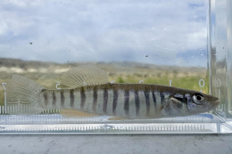 Bright colors and bold stripes: Meet the lesser known denizens of Wyoming’s prairie streams