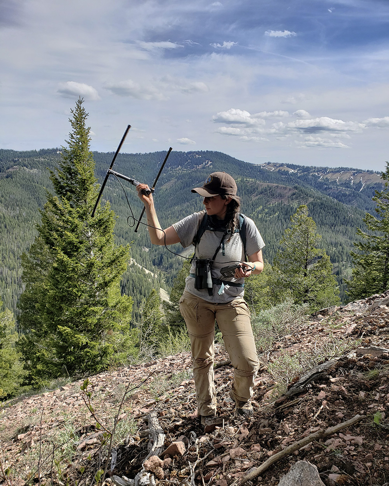 Female biologists in Wyoming responsible for groundbreaking research