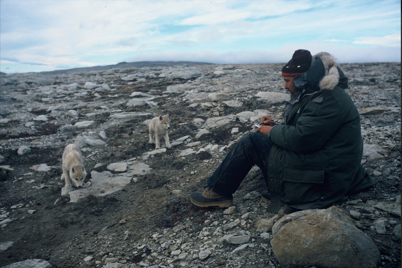 ‘Canadian superwolf’? Nope. So then why are Yellowstone wolves 50% heavier than Great Lakes wolves?