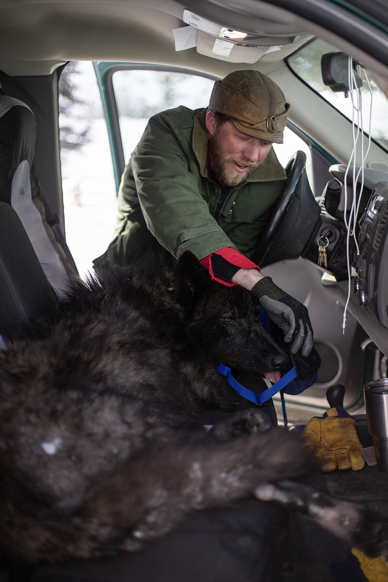 Yellowstone’s oldest wolf pack, Mollie’s Pack, leaves the park, raising fears for its future