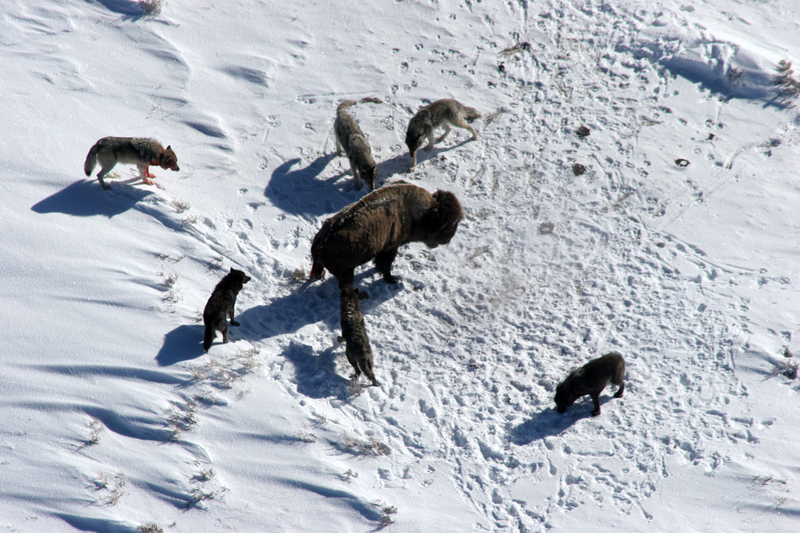 Yellowstone’s oldest wolf pack, Mollie’s Pack, leaves the park, raising fears for its future