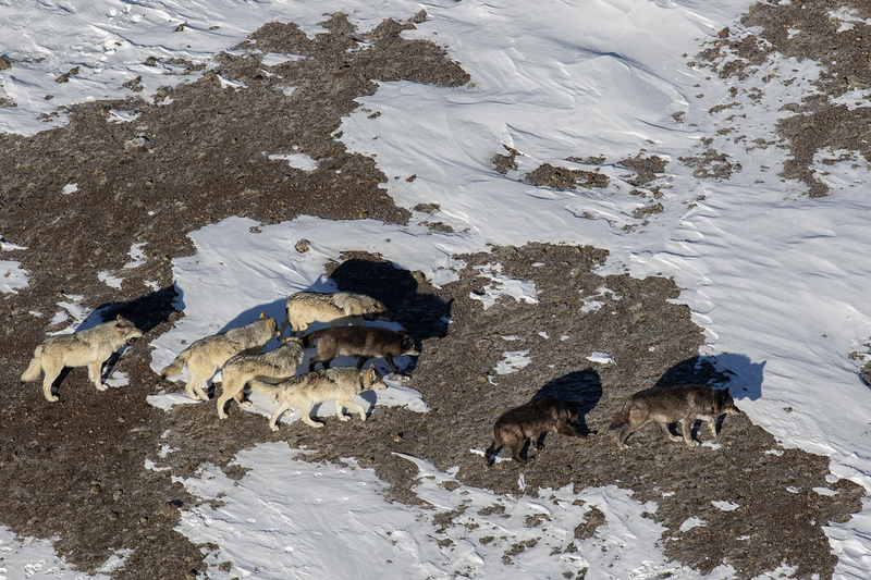 Yellowstone’s Mollie’s Pack is mostly back in the park, but not before spurring threats, bounties and drama