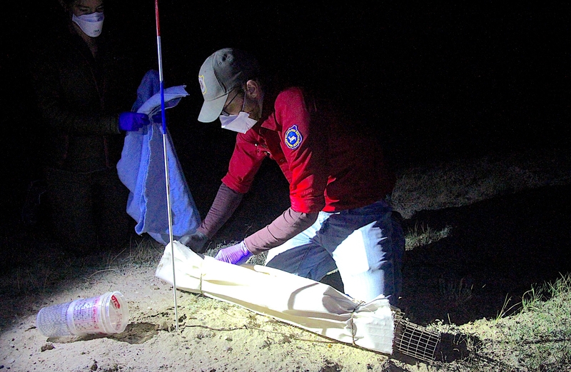 No black-footed ferrets found in Meeteetse, 40 years after a rescue saved the species