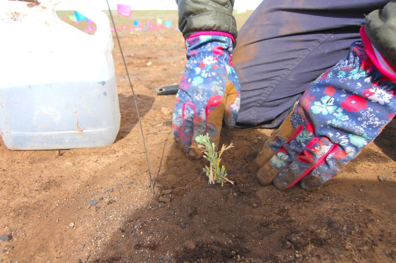 Restoring Wyoming’s largest 2026 fire scar, one sagebrush seedling at a time