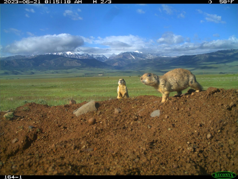No black-footed ferrets found in Meeteetse, 40 years after a rescue saved the species
