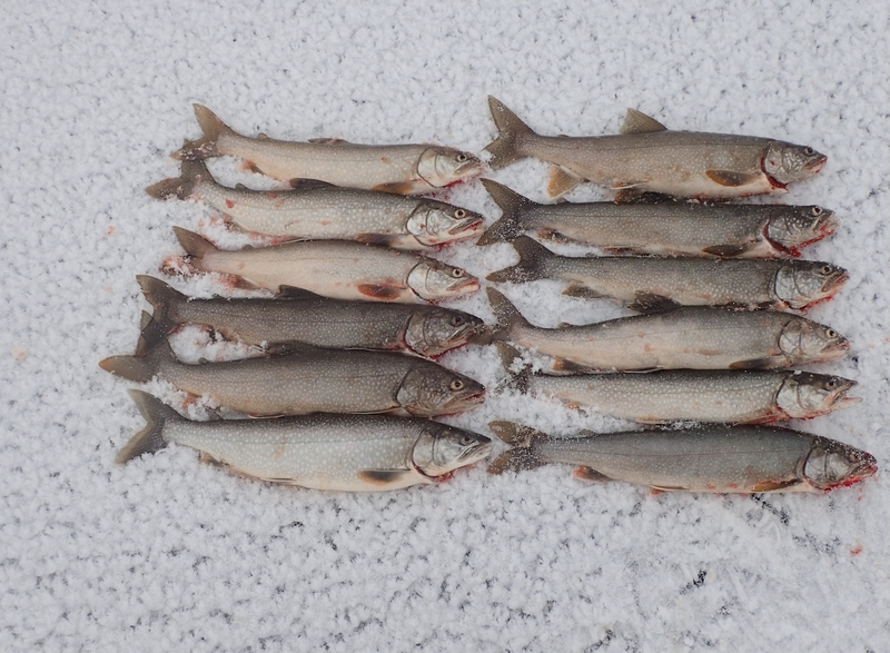 Wyoming, Utah OK’d unlimited lake trout fishing to save Flaming Gorge kokanee, but will anglers help?