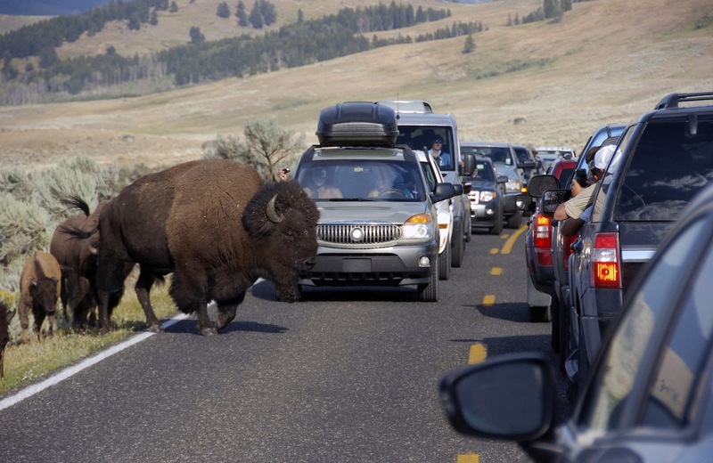 What to expect in Wyoming’s Grand Teton, Yellowstone parks as summer kicks off