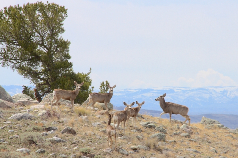 A group of mule deer in Wyoming.