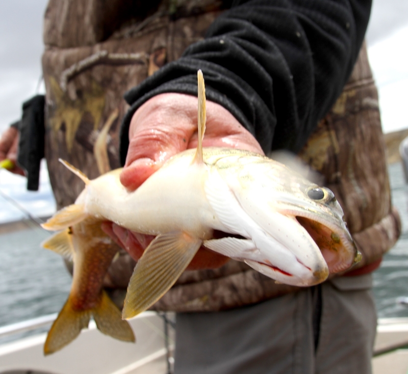 Wyoming, Utah OK’d unlimited lake trout fishing to save Flaming Gorge kokanee, but will anglers help?
