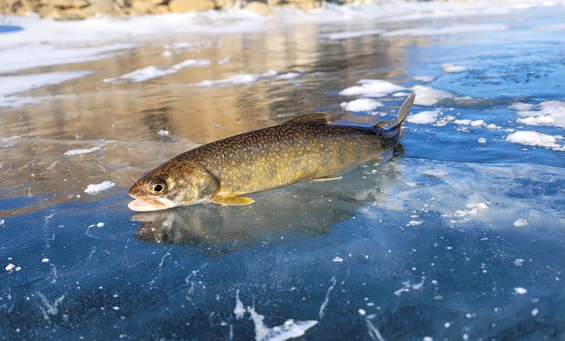 Wyoming, Utah OK’d unlimited lake trout fishing to save Flaming Gorge kokanee, but will anglers help?