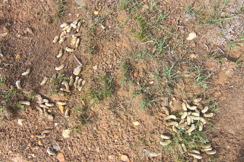 Restoring Wyoming’s largest 2026 fire scar, one sagebrush seedling at a time