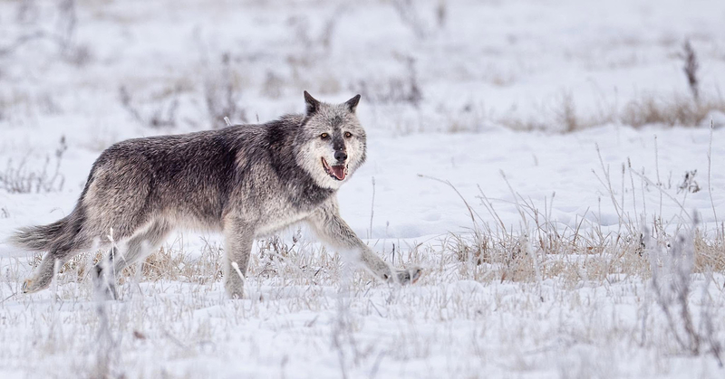 Yellowstone’s oldest wolf pack, Mollie’s Pack, leaves the park, raising fears for its future
