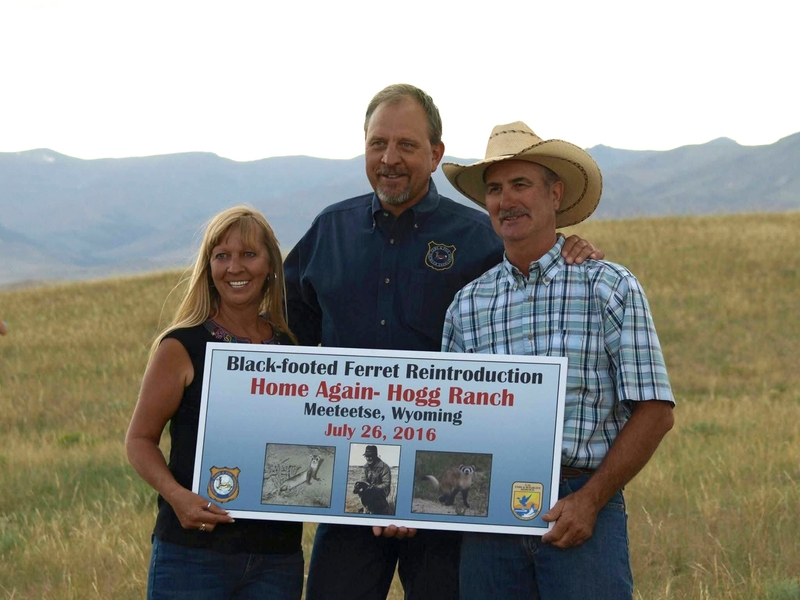 No black-footed ferrets found in Meeteetse, 40 years after a rescue saved the species