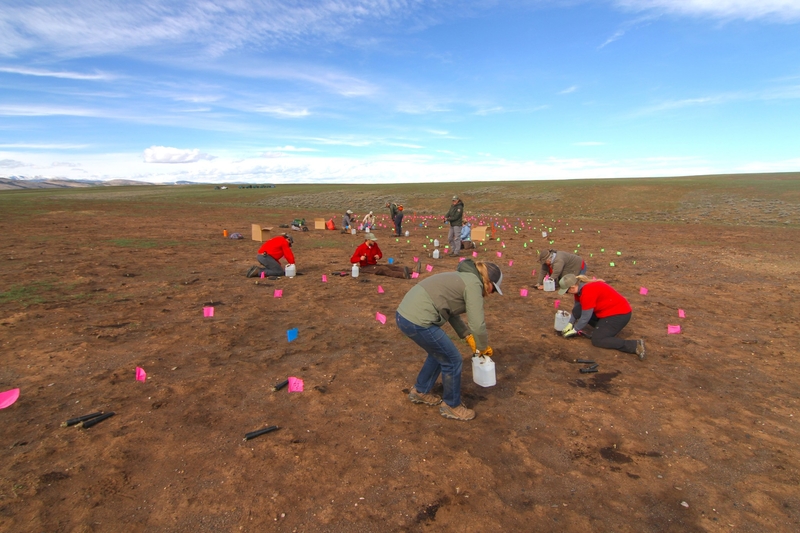 Restoring Wyoming’s largest 2026 fire scar, one sagebrush seedling at a time