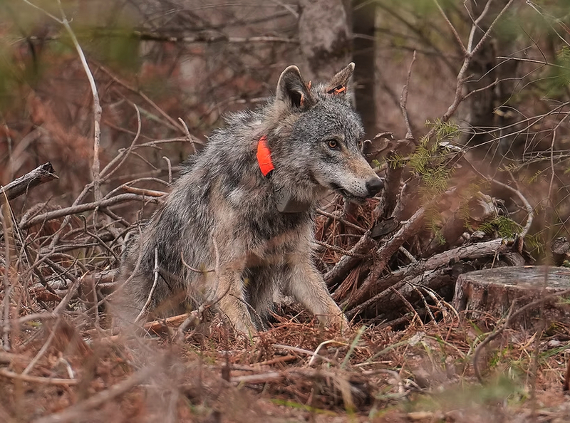 ‘Canadian superwolf’? Nope. So then why are Yellowstone wolves 50% heavier than Great Lakes wolves?