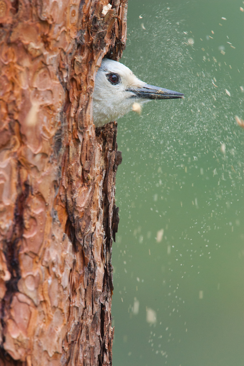 Drumbeat of the forest: Woodpeckers alter habitat for the benefit of many critters