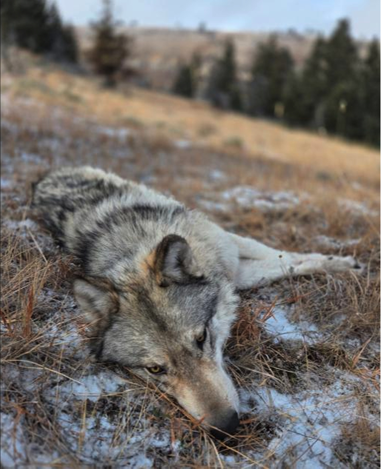 ‘Canadian superwolf’? Nope. So then why are Yellowstone wolves 50% heavier than Great Lakes wolves?