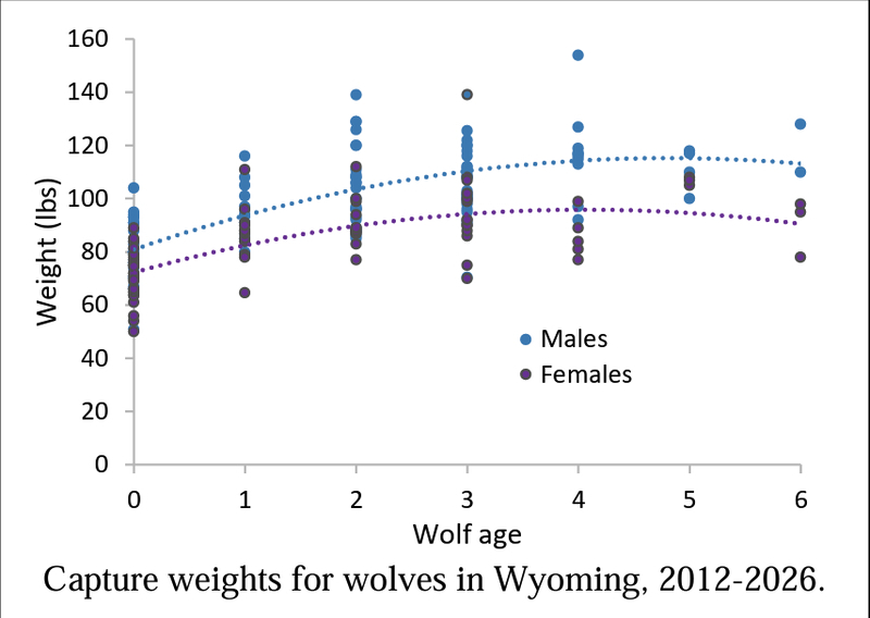 ‘Canadian superwolf’? Nope. So then why are Yellowstone wolves 50% heavier than Great Lakes wolves?